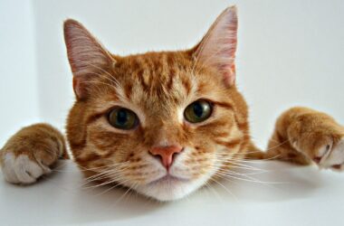gatti e malattie