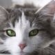 linguaggio del corpo del gatto