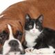 obesità nel cane e nel gatto