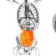 intestino e cervello
